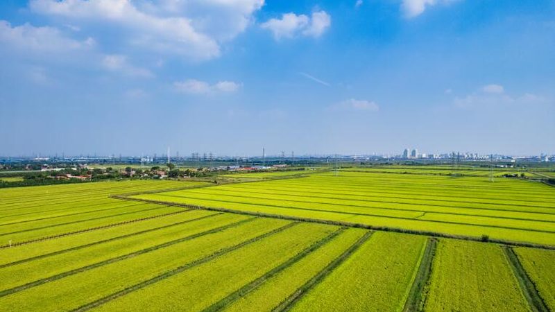 农产品电商推广的五大策略：线上线下融合，打造品牌影响力