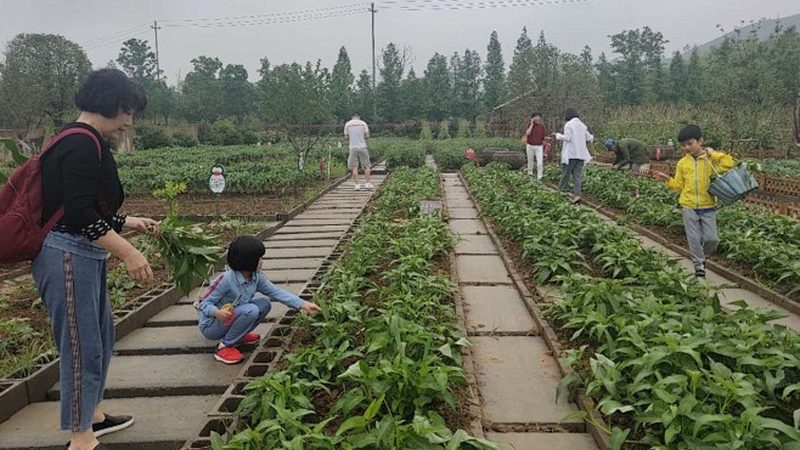 生态农业园区规划设计：关键步骤与要点解析