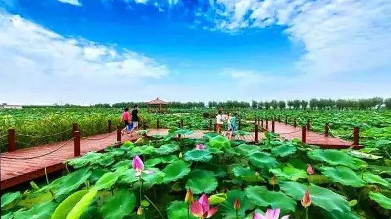 农业合作社如何引领农户迈向富裕之路**