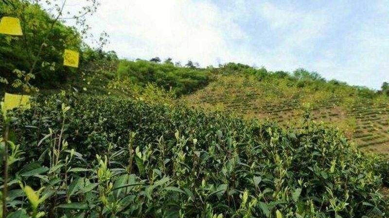 农资批发商报价单：如何解读背后的信息**