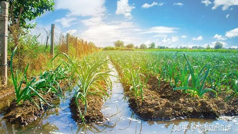 林业种植基地承包代理政策：解读与实操要点**
